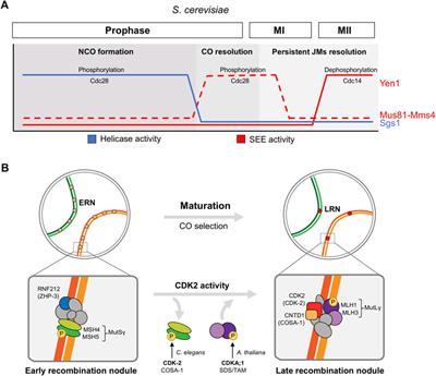 Cyclins and CDKs in the regulation of meiosis-specific events